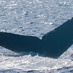 Fluke of HI19-0132