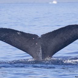 Fluke of SEAK-UASE-EMC-20100317-1-019