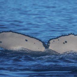 Fluke of HI19-0128