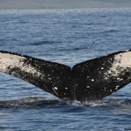 Fluke of HI19-0090