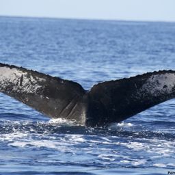 Fluke of HI19-0048