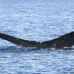Fluke of BCX1591