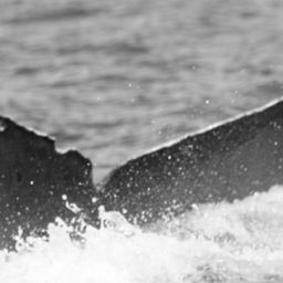 Fluke of BCX0725