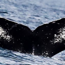 Fluke of SEAK-2507