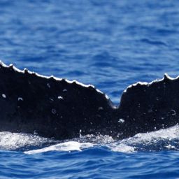 Fluke of BCX1019