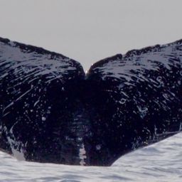 Fluke of HI19-0199