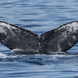 Fluke of BCY0061