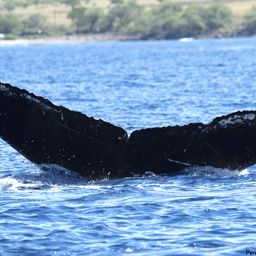 Fluke of HI19-0205
