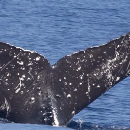 Fluke of HI19-0210