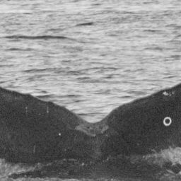 Fluke of HI19-0287