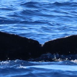 Fluke of HI19-0208