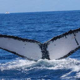 Fluke of HI19-0248