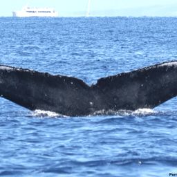 Fluke of HI19-0194