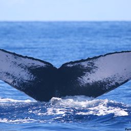 Fluke of HI19-0182