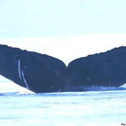 Fluke of BCX1218