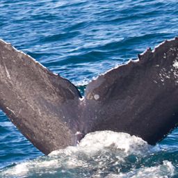 Fluke of CRC-9026