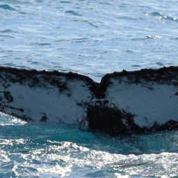Fluke of HW-MN1101255