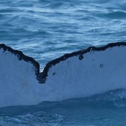 Fluke of HW-MN1101266