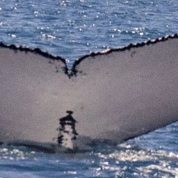Fluke of PAPUNYA