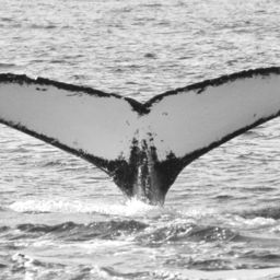 Fluke of GWAK-P342