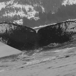 Fluke of GWAK-P170