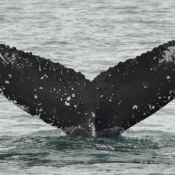 Fluke of GWAK-P334