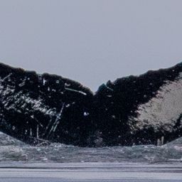 Fluke of GWAK-P062