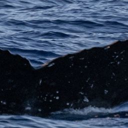 Fluke of GWAK-P213
