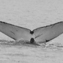 Fluke of SEAK-0506