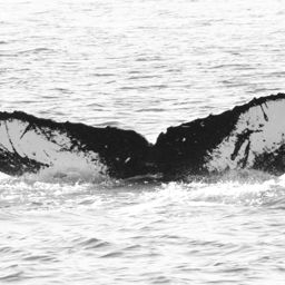 Fluke of GWAK-P295