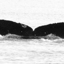 Fluke of GWAK-P119