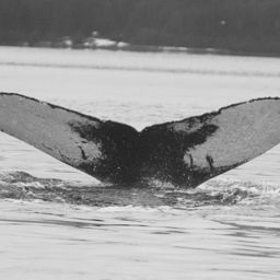 Fluke of GWAK-P066