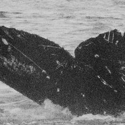 Fluke of GWAK-P055