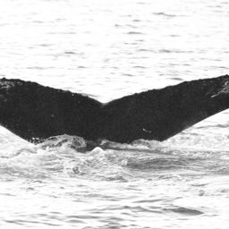 Fluke of GWAK-P020