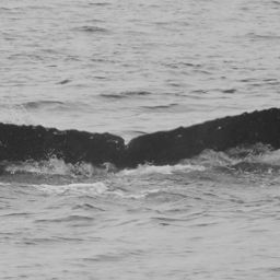 Fluke of SEAK-5226