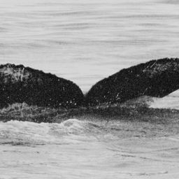 Fluke of GWAK-P120
