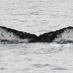 Fluke of GWAK-P011