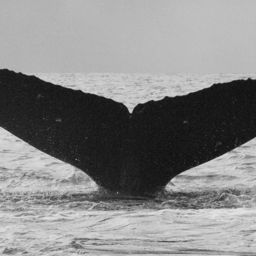 Fluke of GWAK-P068