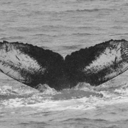 Fluke of GWAK-P025