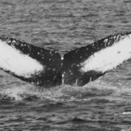Fluke of Mahalo Magpie