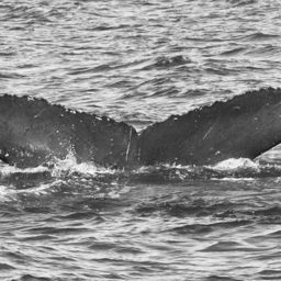 Fluke of GWAK-P269