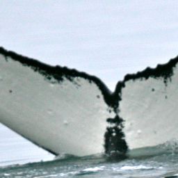 Fluke of GWAK-P003