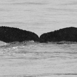 Fluke of GWAK-P004
