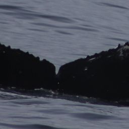 Fluke of CRC-11416