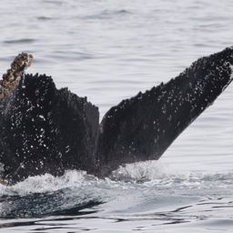 Fluke of CRC-12248