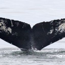 Fluke of Jolly Roger