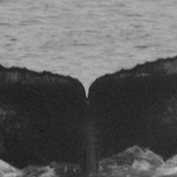 Fluke of CRC-11507