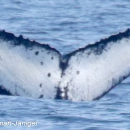 Fluke of San Andrea