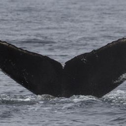 Fluke of CRC-16535
