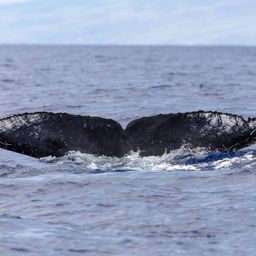 Fluke of KKP-22119b